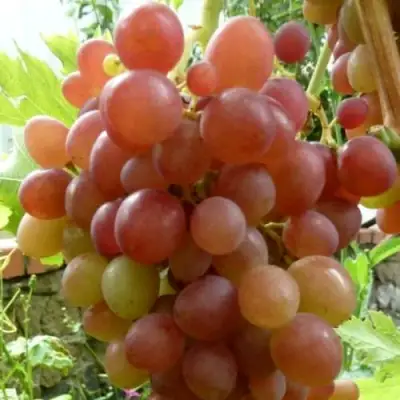 Виноград БЛЕСТЯЩИЙ в Осиповичах