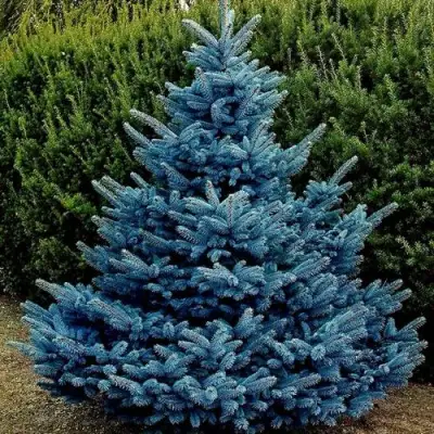 Ель МАДЖЕСТИК БЛЮ колючая в Осиповичах