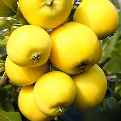 Яблоня УРАЛЬСКОЕ НАЛИВНОЕ в Осиповичах