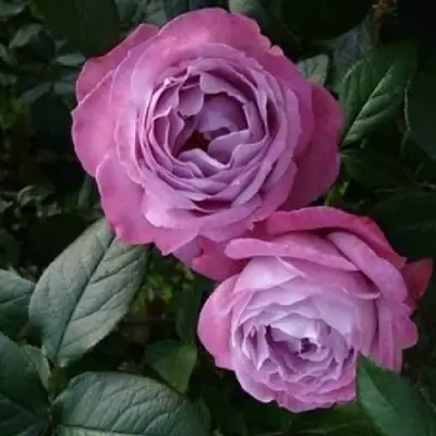 Роза АКВА чайно-гибридная в Осиповичах