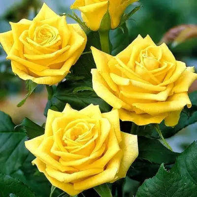 Роза ПАПИЛОН чайно-гибридная в Осиповичах