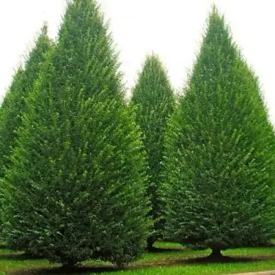 Граб  в Осиповичах