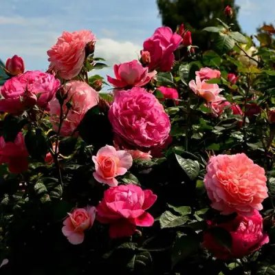 Роза ОЛЬГА шраб в Осиповичах