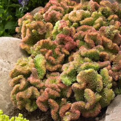 Очиток (седум) КРИСТАТУМ отогнутый в Осиповичах