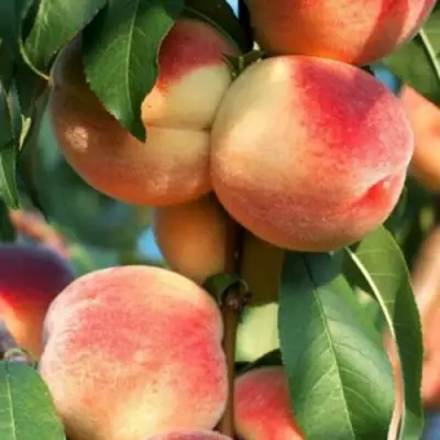 Персик ЛОЙКО 2 в Осиповичах