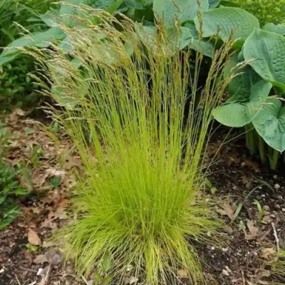 Щучка ТАТРА ГОЛД извилистая в Осиповичах