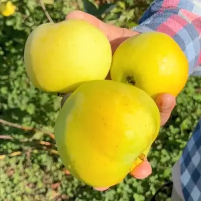 Яблоня КАЛУЖАНКА в Осиповичах