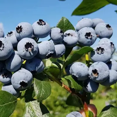 Голубика НЕЛЬСОН в Осиповичах