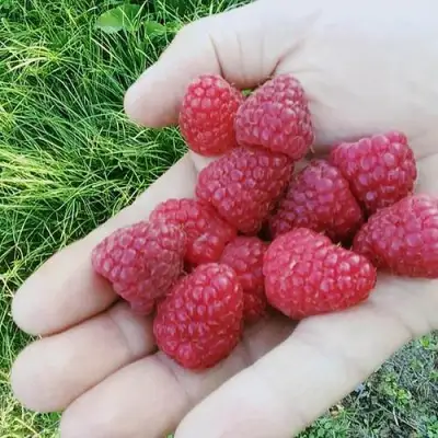 Малина ПОЛЬКА (ПОЛКА) в Осиповичах
