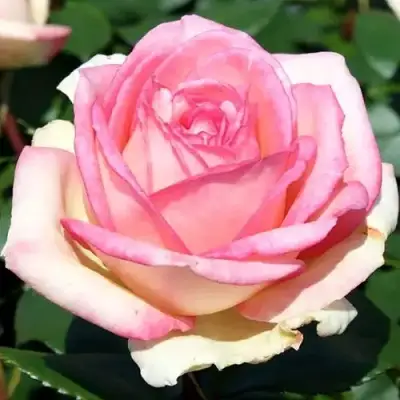 саженцы розы Сувенир Де Баден-Баден