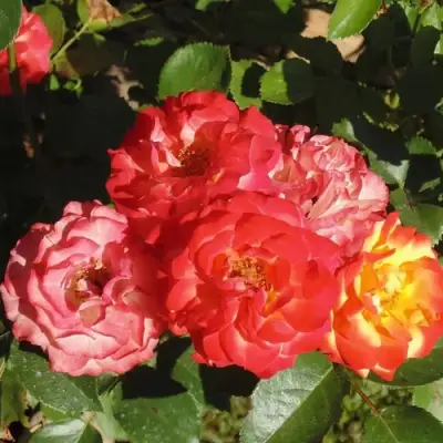 Роза ТАЙФУН спрей в Осиповичах