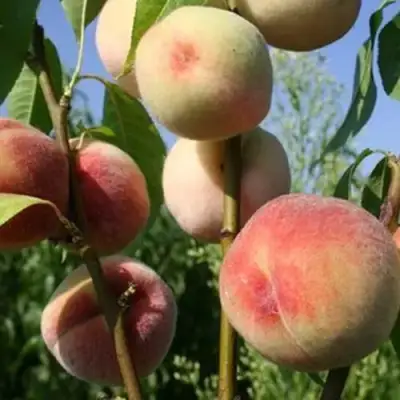 Персик ДОНЕЦКИЙ БЕЛЫЙ в Осиповичах