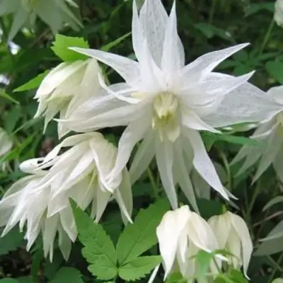 Княжик АЛЬБИНА ПЛЕНА белый махровый в Осиповичах