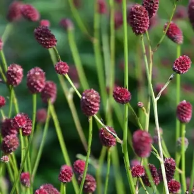 Кровохлебка ЧОКОЛАТ ТИП в Осиповичах