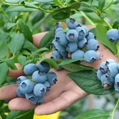 Голубика ТОРО в Осиповичах