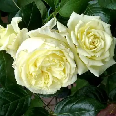 Роза ЭЛЬФ плетистая в Осиповичах