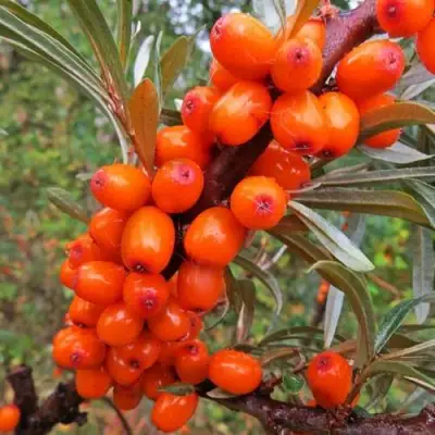 Облепиха ДЖЕМОВАЯ в Осиповичах