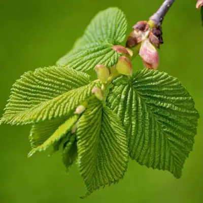 Вяз обыкновенный в Осиповичах