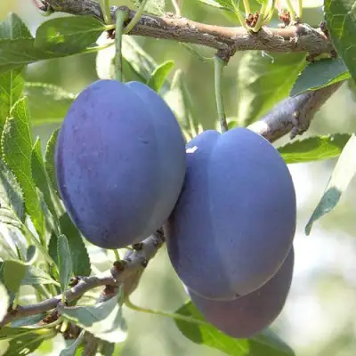 Слива СТЭНЛИ в Осиповичах