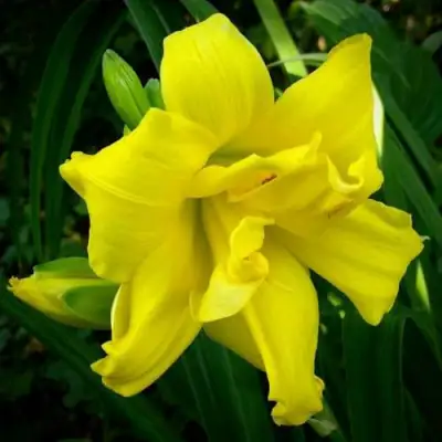 Лилейник ДАБЛ РИВЕР ВАЙ гибридный в Осиповичах