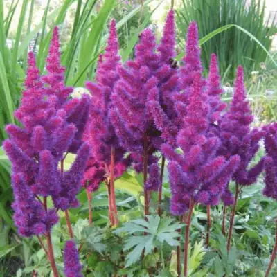 Астильба БЛЭК ЭНД БЛУ китайская в Осиповичах