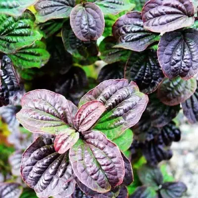 Дерен КОМПРЕССА кроваво-красный в Осиповичах