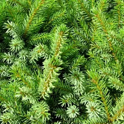 Ель НАНА сербская в Осиповичах