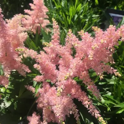 Астильба БРЕССИНГЕМ БЬЮТИ Арендса в Осиповичах