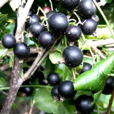 Смородина чёрная НЕСТЕР КОЗИН в Осиповичах