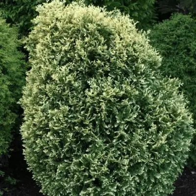 Туя ЛИТОМИШИЛ западная в Осиповичах