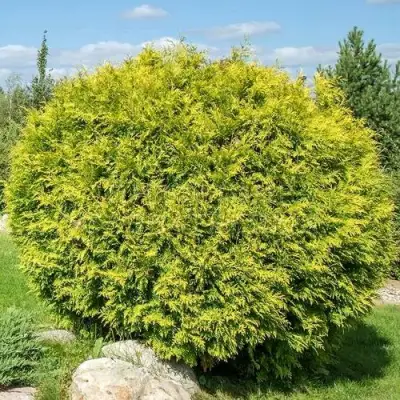 Туя ГОЛДЕН ГЛОБ западная в Осиповичах
