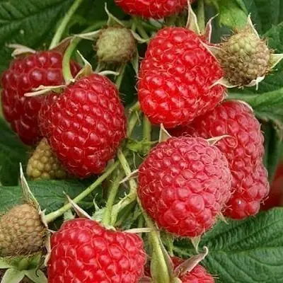 Малина ГЛЕН АМПЛ в Осиповичах