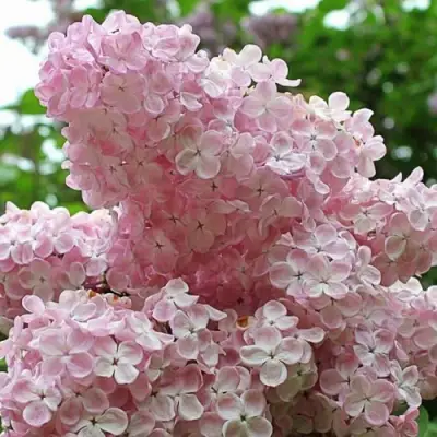 Сирень ВЕЧЕРНИЙ ЗВОН в Осиповичах