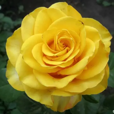 Роза КЕРИО чайно-гибридная в Осиповичах