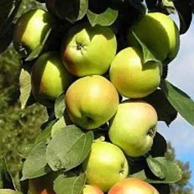 Яблоня ПРЕЗИДЕНТ колонновидная в Осиповичах