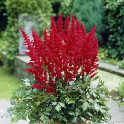 Астильба СПАРТАН Арендса в Осиповичах