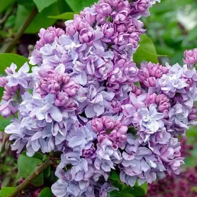 Сирень КАТЕРИНА ХАВЕМЕЙЕР в Осиповичах