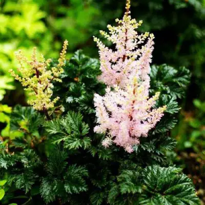 Астильба ЛИЛИПУТ курчавая в Осиповичах