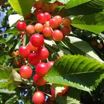 Черешня БРЯНСКАЯ РОЗОВАЯ в Осиповичах