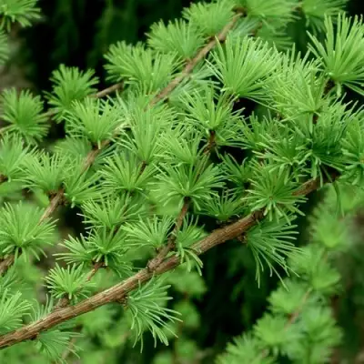 Лиственница европейская в Осиповичах
