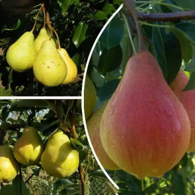 Комплект ТРИ ГРАЦИИ в Осиповичах