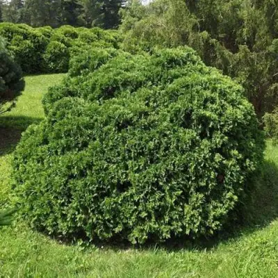 Туя УМБРАКУЛИФЕРА западная в Осиповичах