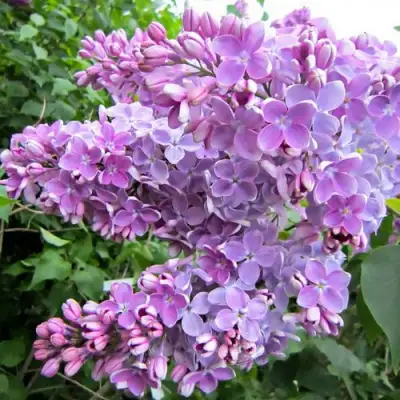 Сирень ОЛЯ в Осиповичах