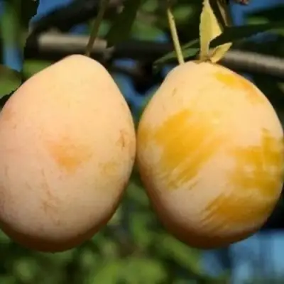 Слива ВАШИНГТОН в Осиповичах