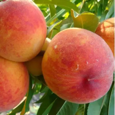 Персик ДИВНЫЙ в Осиповичах