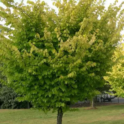 Вяз обыкновенный в Осиповичах