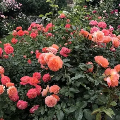 Роза БЕЛЬВЕДЕР шраб в Осиповичах