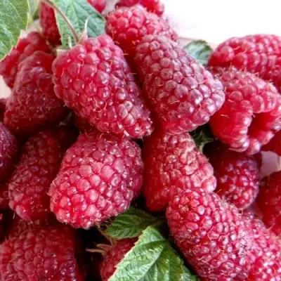 Малина КАСКАД ДЕЛАЙТ в Осиповичах