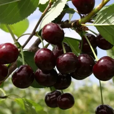 Вишня СВЕРДЛОВЧАНКА степная в Осиповичах