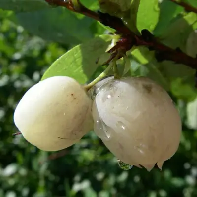 Голубика СНЕГУРОЧКА в Осиповичах